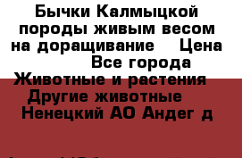 Бычки Калмыцкой породы живым весом на доращивание. › Цена ­ 135 - Все города Животные и растения » Другие животные   . Ненецкий АО,Андег д.